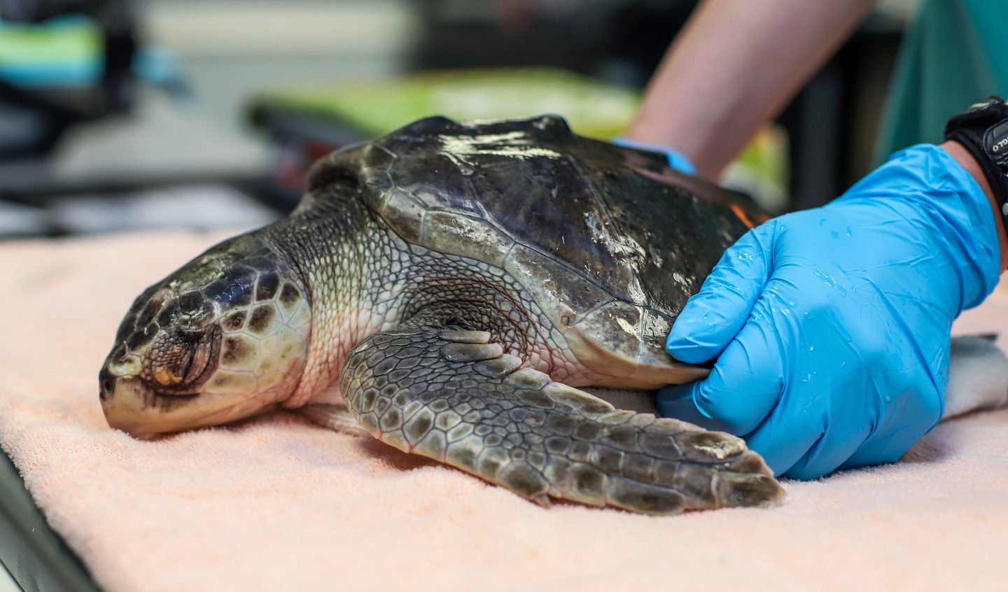 Sea Turtle Rescue in Nigeria